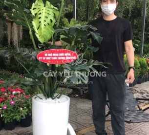 Cây monstera cây tặng khai trương đối tác lớn,chưng sảnh lớn