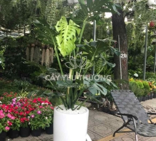 Cây monstera cây tặng khai trương đối tác lớn,chưng sảnh lớn