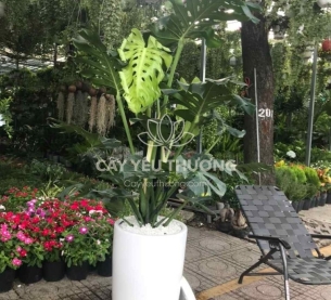Cây monstera cây tặng khai trương đối tác lớn,chưng sảnh lớn