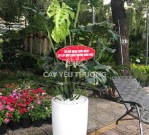 Cây monstera cây tặng khai trương đối tác lớn,chưng sảnh lớn