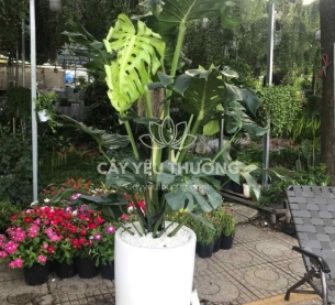 Cây monstera cây tặng khai trương đối tác lớn,chưng sảnh lớn