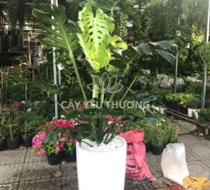 Cây monstera cây tặng khai trương đối tác lớn,chưng sảnh lớn