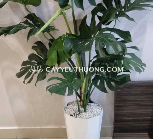 Cây monstera được ưa chuộng để trang trí nội thất