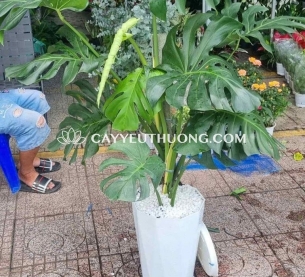 Cây monstera được ưa chuộng để trang trí nội thất