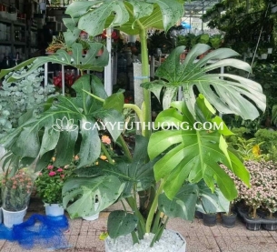 Cây monstera được ưa chuộng để trang trí nội thất