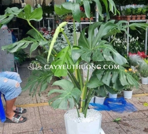 Cây monstera được ưa chuộng để trang trí nội thất