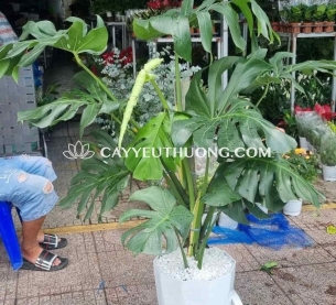 Cây monstera được ưa chuộng để trang trí nội thất