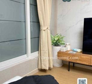 Cây ngọc ngân chậu cây xanh trong nhà