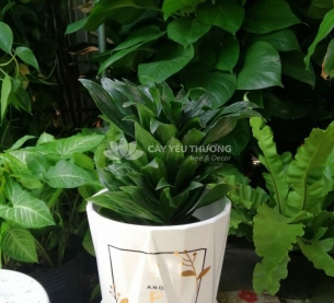 Cây phát lộc - chậu sứ để bàn có dĩa