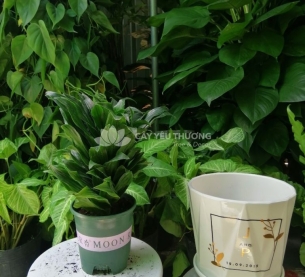 Cây phát lộc - chậu sứ để bàn có dĩa