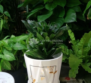 Cây phát lộc - chậu sứ để bàn có dĩa