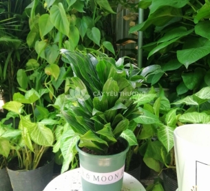 Cây phát lộc - chậu sứ để bàn có dĩa