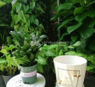Cây phát lộc - chậu sứ để bàn có dĩa