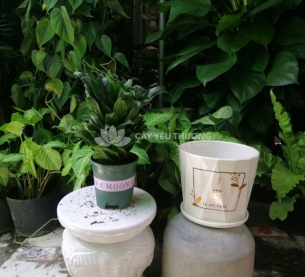 Cây phát lộc - chậu sứ để bàn có dĩa