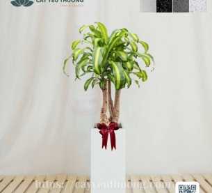 Cây phát tài gốc lớn