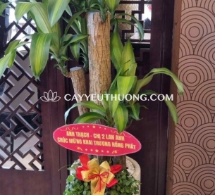 Cây Phát tài gốc, quà khai trương thanh lọc không khí và mang lại may mắn, tài lộc cho cửa hàng
