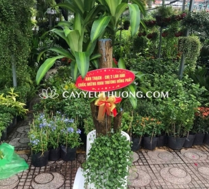 Cây Phát tài gốc, quà khai trương thanh lọc không khí và mang lại may mắn, tài lộc cho cửa hàng