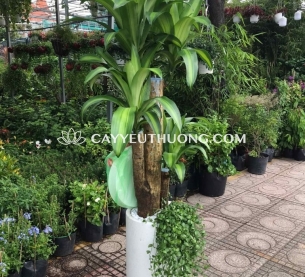 Cây Phát tài gốc, quà khai trương thanh lọc không khí và mang lại may mắn, tài lộc cho cửa hàng