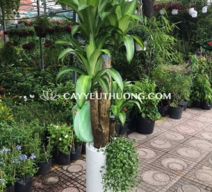 Cây Phát tài gốc, quà khai trương thanh lọc không khí và mang lại may mắn, tài lộc cho cửa hàng