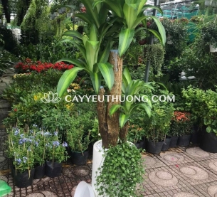 Cây Phát tài gốc, quà khai trương thanh lọc không khí và mang lại may mắn, tài lộc cho cửa hàng