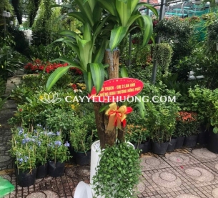 Cây Phát tài gốc, quà khai trương thanh lọc không khí và mang lại may mắn, tài lộc cho cửa hàng