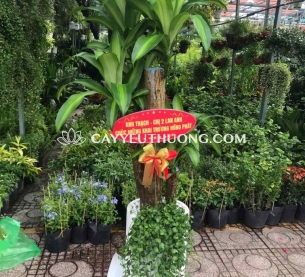 Cây Phát tài gốc, quà khai trương thanh lọc không khí và mang lại may mắn, tài lộc cho cửa hàng