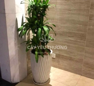 Cây phát tài khúc | cây tặng khai trương tốt nhất