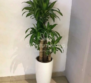 Cây phát tài khúc | cây tặng khai trương tốt nhất