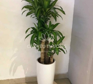 Cây phát tài khúc | cây tặng khai trương tốt nhất