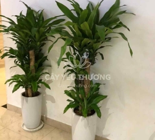 Cây phát tài khúc | cây tặng khai trương tốt nhất