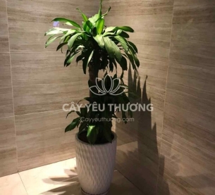 Cây phát tài khúc | cây tặng khai trương tốt nhất