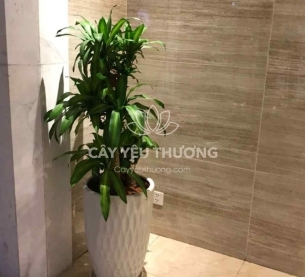 Cây phát tài khúc | cây tặng khai trương tốt nhất
