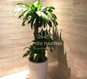 Cây phát tài khúc | cây tặng khai trương tốt nhất