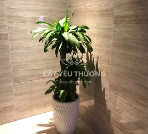 Cây phát tài khúc | cây tặng khai trương tốt nhất