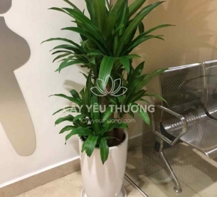 Cây phát tài khúc | cây tặng khai trương tốt nhất