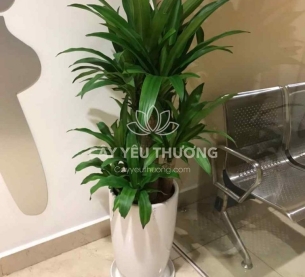 Cây phát tài khúc | cây tặng khai trương tốt nhất