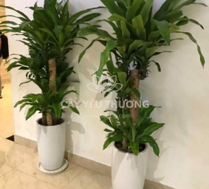 Cây phát tài khúc | cây tặng khai trương tốt nhất