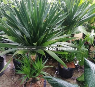 Cây phát tài núi gốc lớn cây trong nhà đẹp hiện đại