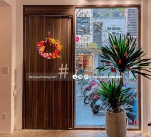 Cây phát tài núi gốc lớn cây trong nhà đẹp hiện đại