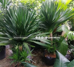 Cây phát tài núi gốc lớn cây trong nhà đẹp hiện đại