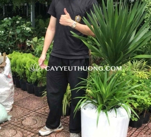 Cây phát tài núi, làm đẹp không gian mà còn mang lại nhiều lợi ích về phong thủy