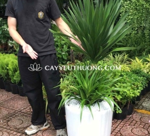 Cây phát tài núi, làm đẹp không gian mà còn mang lại nhiều lợi ích về phong thủy