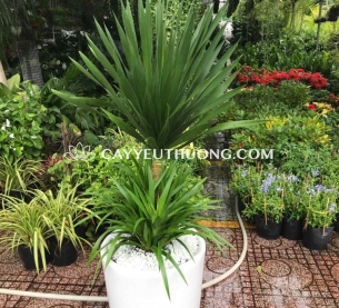 Cây phát tài núi, làm đẹp không gian mà còn mang lại nhiều lợi ích về phong thủy