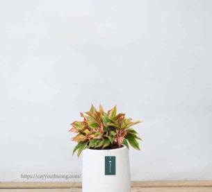 Cây phú quý - Cây chúc mừng khai trương, tân gia