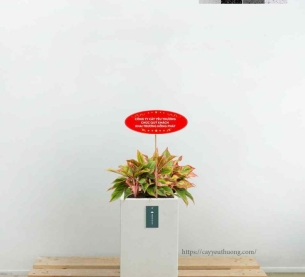 Cây phú quý - Chậu xi măng,đá mài trụ chữ nhật