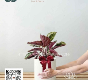 cây quà tặng độc đáo | đuôi công | cây giá rẻ dưới 500k