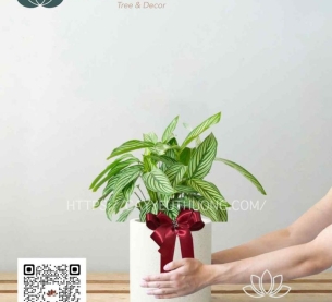 cây quà tặng mới lạ - đuôi công Calathea Vittata