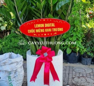 Cây tài lộc khai trương - kim tiền (kim phát tài)