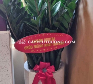 Cây tài lộc khai trương - kim tiền (kim phát tài)