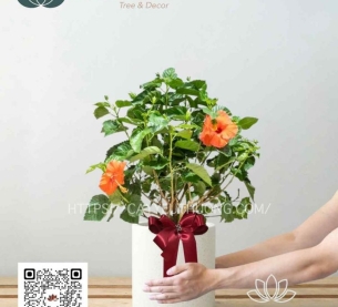 cây tặng bạn có gu - hoa râm bụt